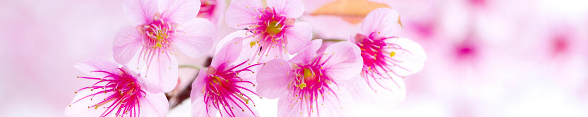 Küchenrückwand mit Kirschblüten