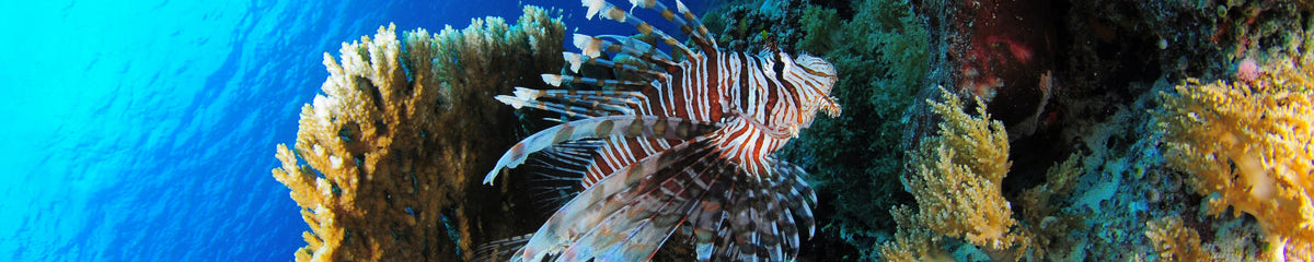 Küchenrückwand Unterwasserwelt