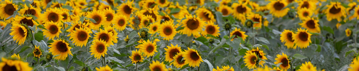 Küchenrückwand Sonnenblumenfeld