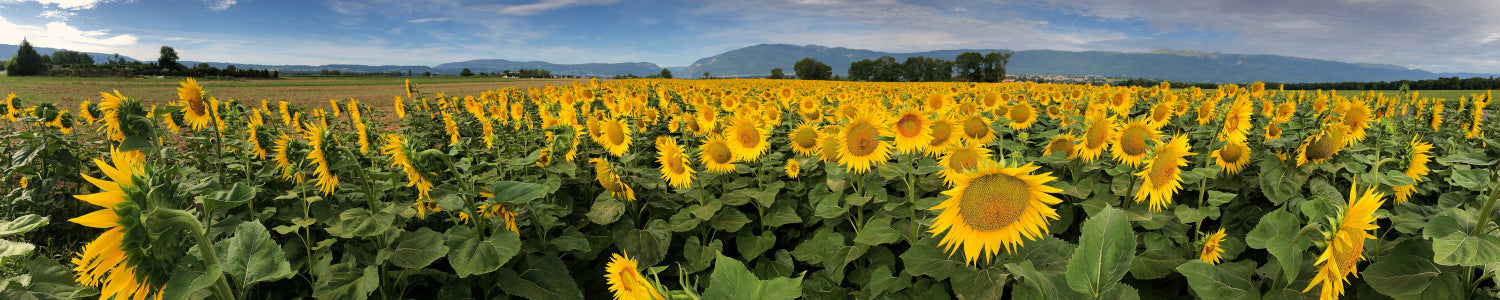 Küchenrückwand Sonnenblumenfeld Panorama
