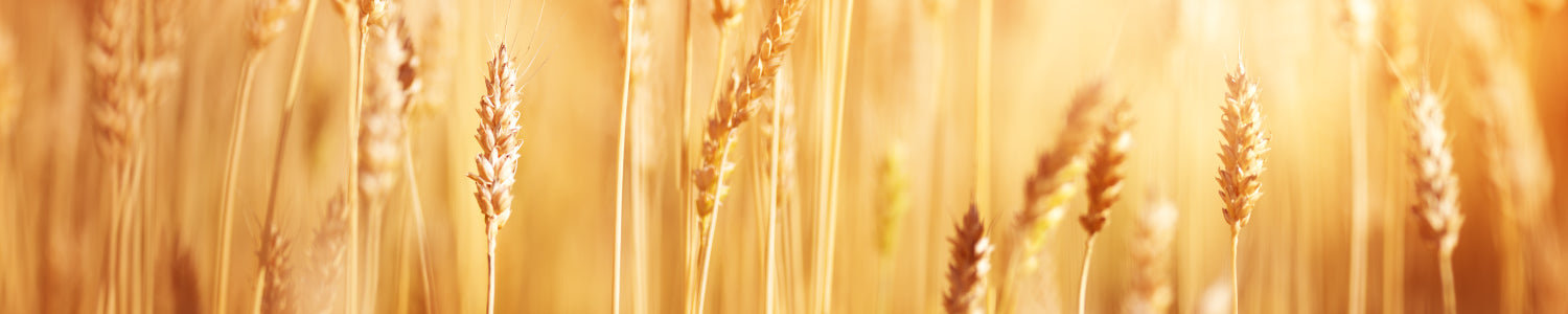 Küchenrückwand Weizenfeld