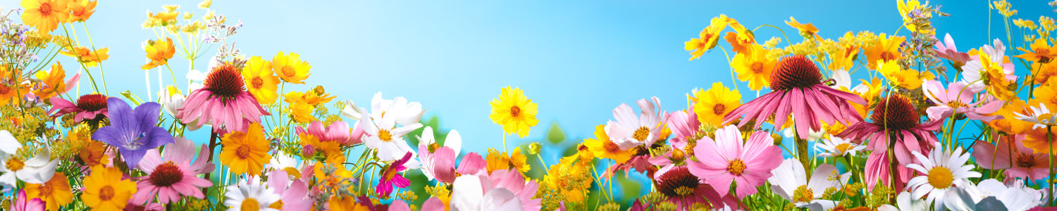 Küchenrückwand Blumenwiese bunt