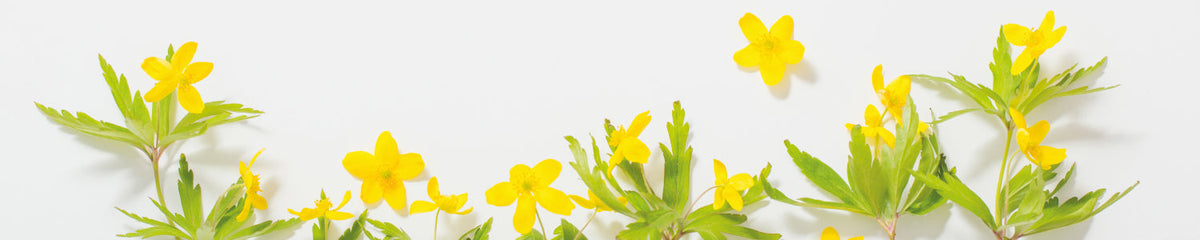 Küchenrückwand Frühlingsblumen Gelb