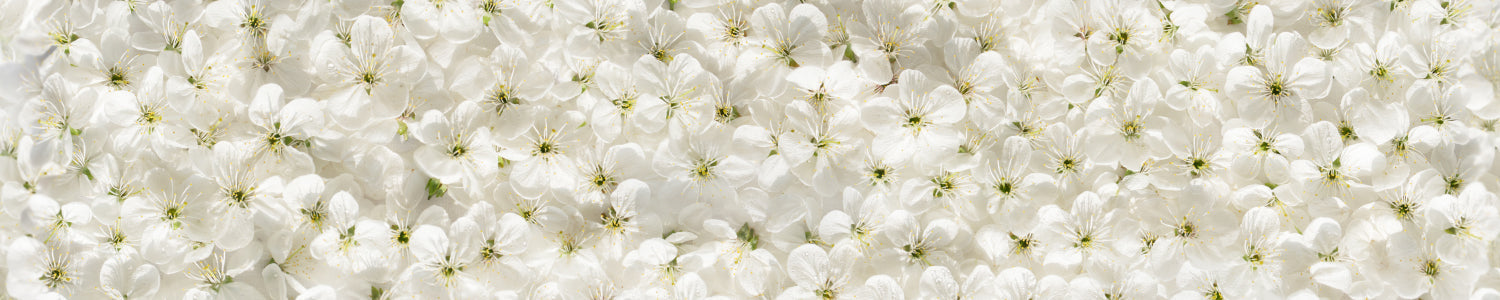 Küchenrückwand Blütenmeer Weiß