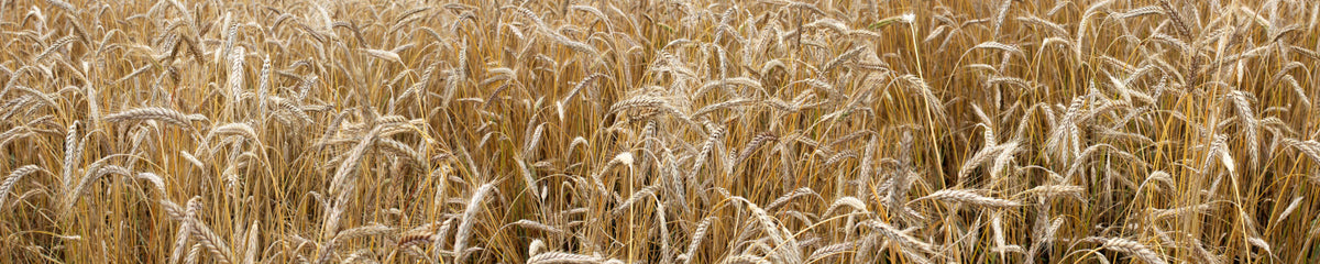 Küchenrückwand Weizenfeld Natur