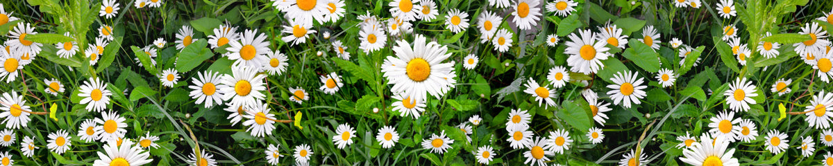 Küchenrückwand Margeriten Wiese