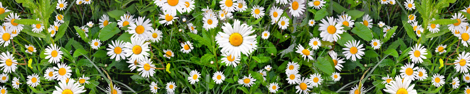 Küchenrückwand Margeriten Wiese