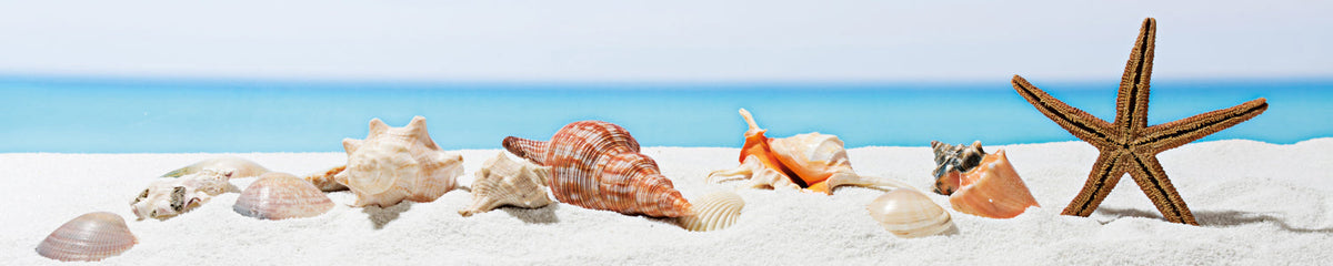 Küchenrückwand Muscheln am Strand