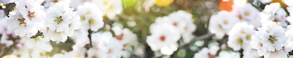 Küchenrückwand Weiße Blüten Frühling