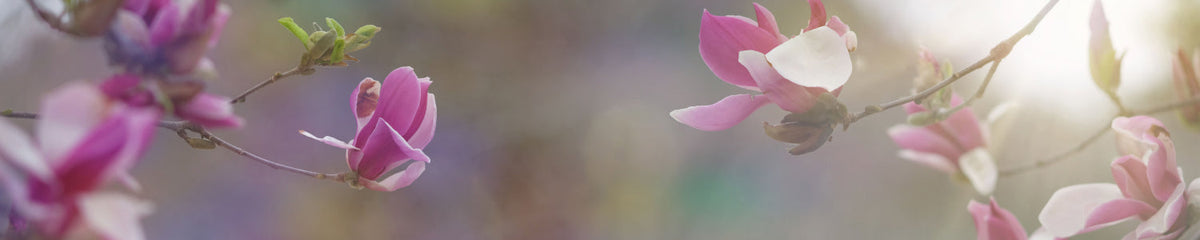 Küchenrückwand Magnolien