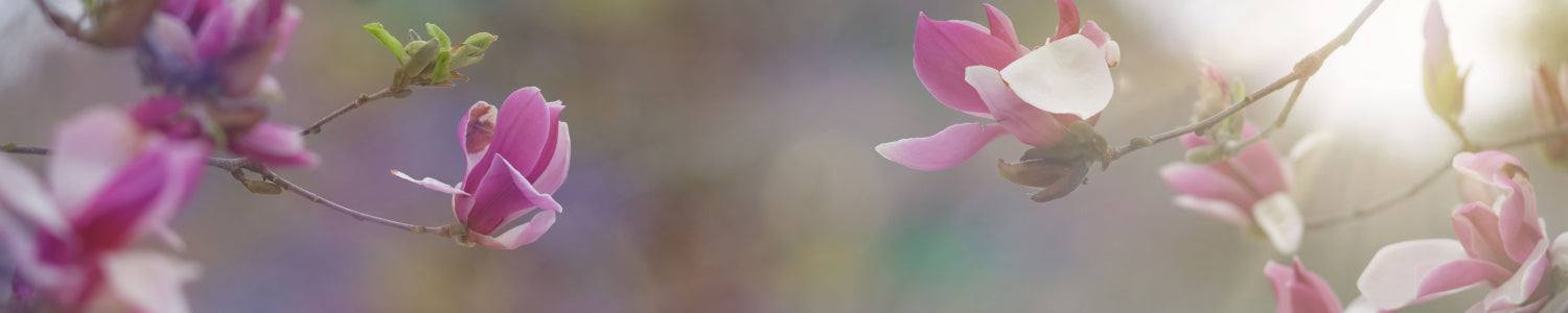 Küchenrückwand Magnolien