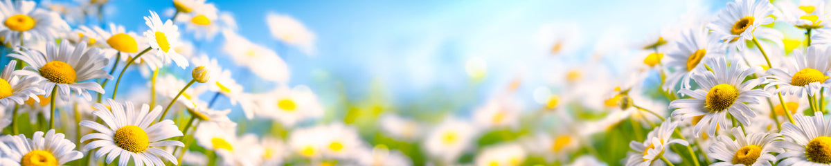 Küchenrückwand Margeriten Frühlingsblumen