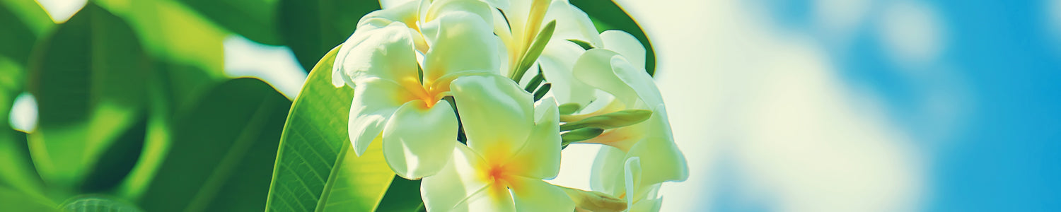 Küchenrückwand Exotische Blumen