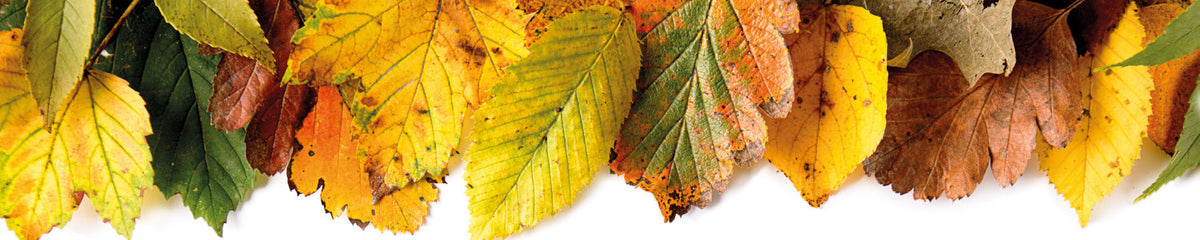 Küchenrückwand Bunte Blätter Herbst