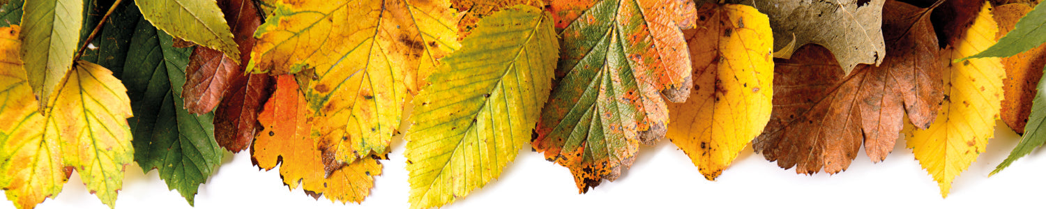 Küchenrückwand Bunte Blätter Herbst