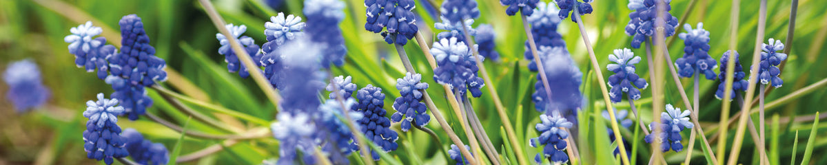 Küchenrückwand Frühlingsblumen