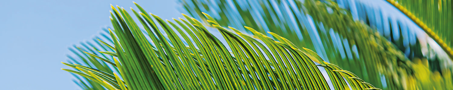 Küchenrückwand Palmenblätter Tropisch