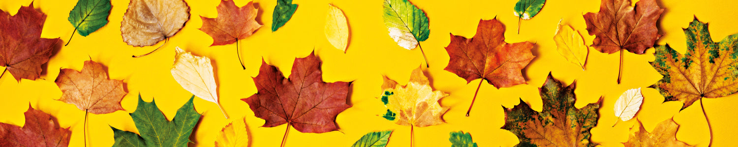 Küchenrückwand Herbstblätter