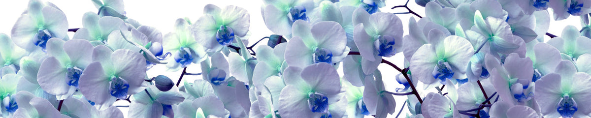 Küchenrückwand Orchideen