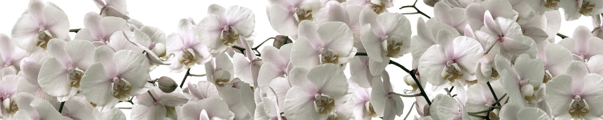 Küchenrückwand Orchideen Blüten