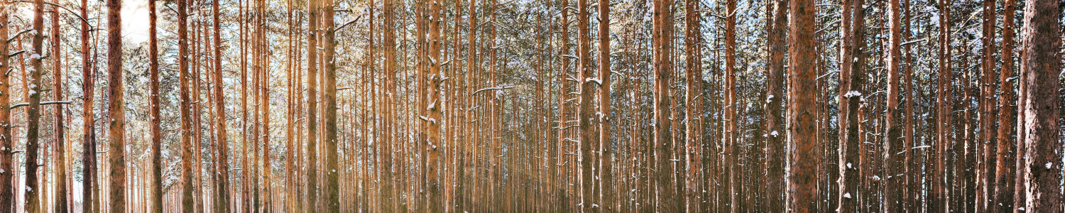 Küchenrückwand Waldmotiv