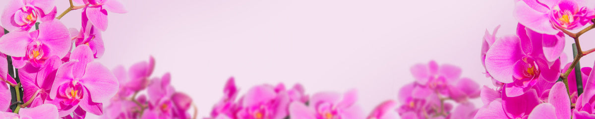 Küchenrückwand Orchideen Stilvoll