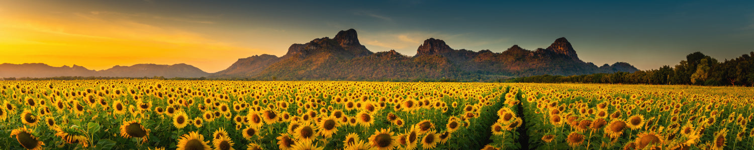 Küchenrückwand Sonnenblumenfeld im Sonnenlicht