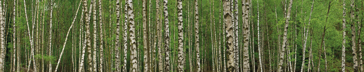 Küchenrückwand Birkenwald