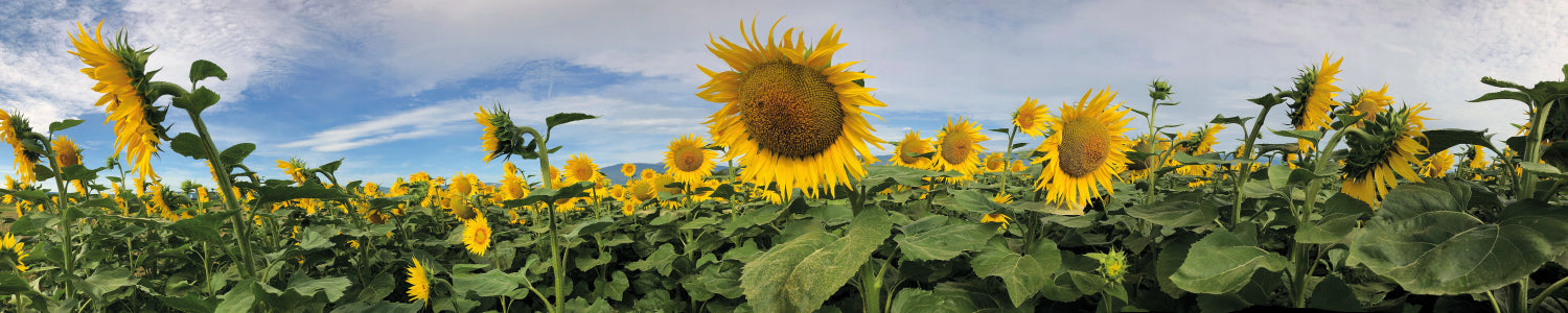 Küchenrückwand Sonnenblumenfeld