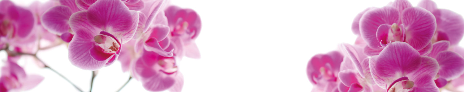 Küchenrückwand Rosa Orchideenblüten