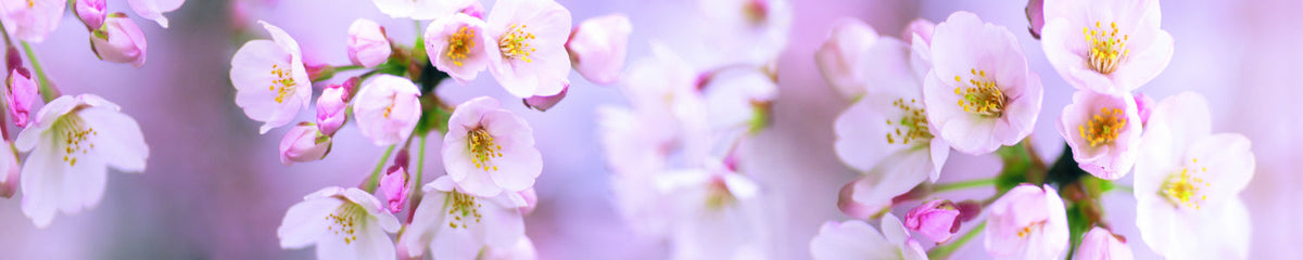 Küchenrückwand Kirschblüten