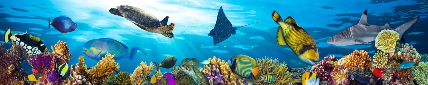 Küchenrückwand Bunte Fische & Korallenriff