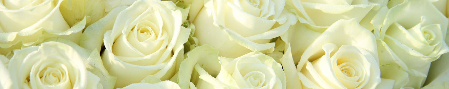 Küchenrückwand Rosenmeer in Weiß