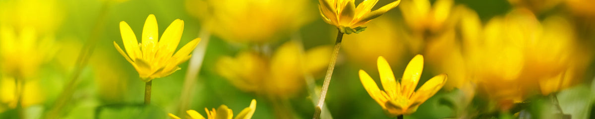 Küchenrückwand Frühlingsblumen