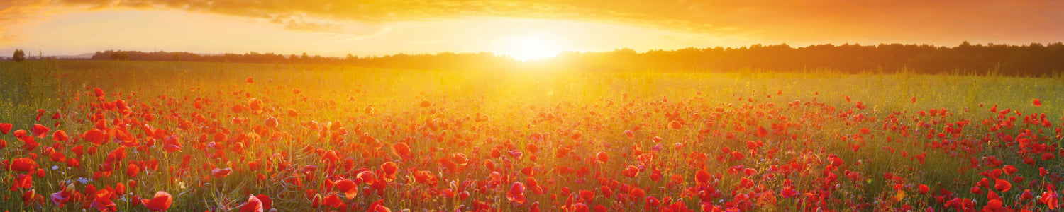 Küchenrückwand Mohnfeld Sonnenuntergang