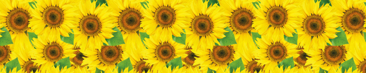 Küchenrückwand Sonnenblumenfeld Gelb