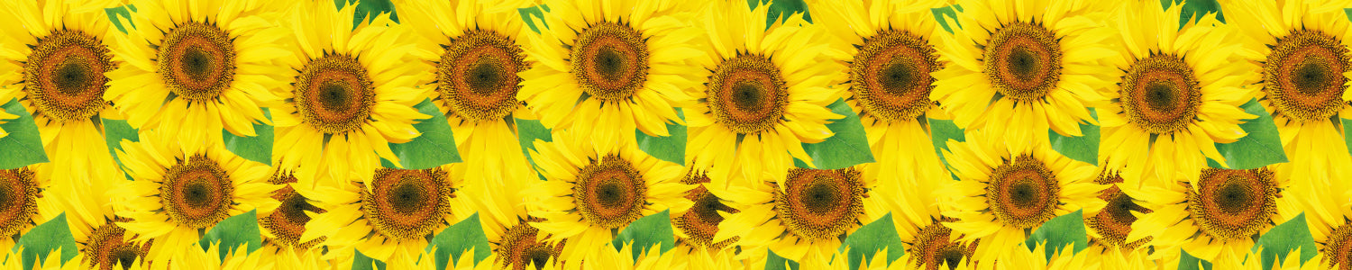 Küchenrückwand Sonnenblumenfeld Gelb