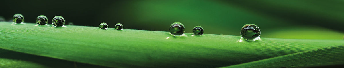 Küchenrückwand Grüne Blätter mit Tautropfen