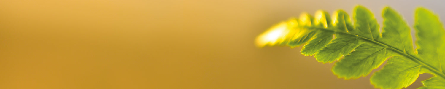 Küchenrückwand Grünes Blatt im Sonnenlicht