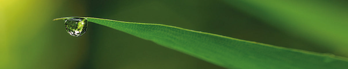 Küchenrückwand Wassertropfen auf Blatt