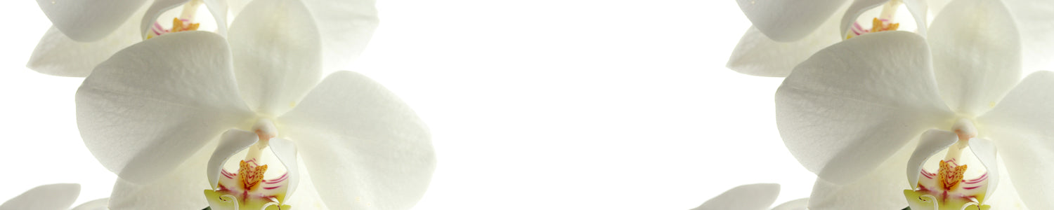 Küchenrückwand Weiße Orchideen Elegant