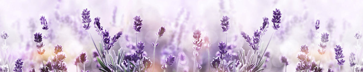 Küchenrückwand Lavendel Blütenfeld