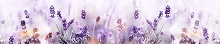 Küchenrückwand Lavendel Blütenfeld