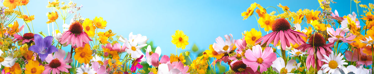 Küchenrückwand Bunte Blumenwiese Sommer