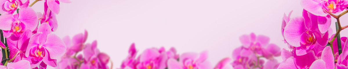 Küchenrückwand Pinke Orchideen auf Rosa