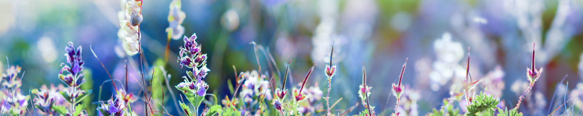 Küchenrückwand Zarte Frühlingsblumen