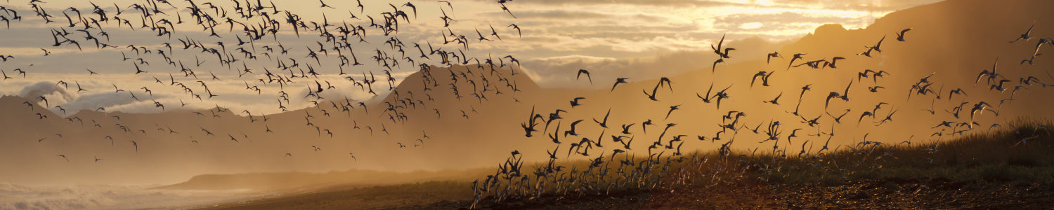 Küchenrückwand Sonnenlicht und Vogelschwarm