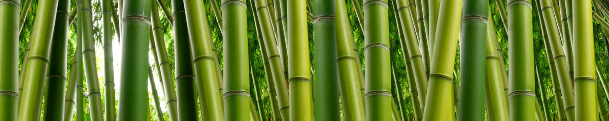 Küchenrückwand Grüner Bambuswald