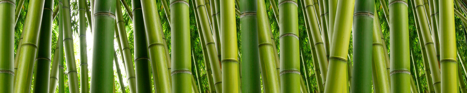 Küchenrückwand Grüner Bambuswald