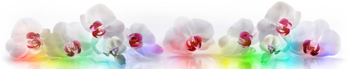 Küchenrückwand Weiße Orchideen